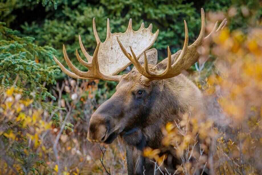 Eight great reasons to visit Alaska