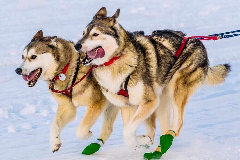 Eight great reasons to visit Alaska