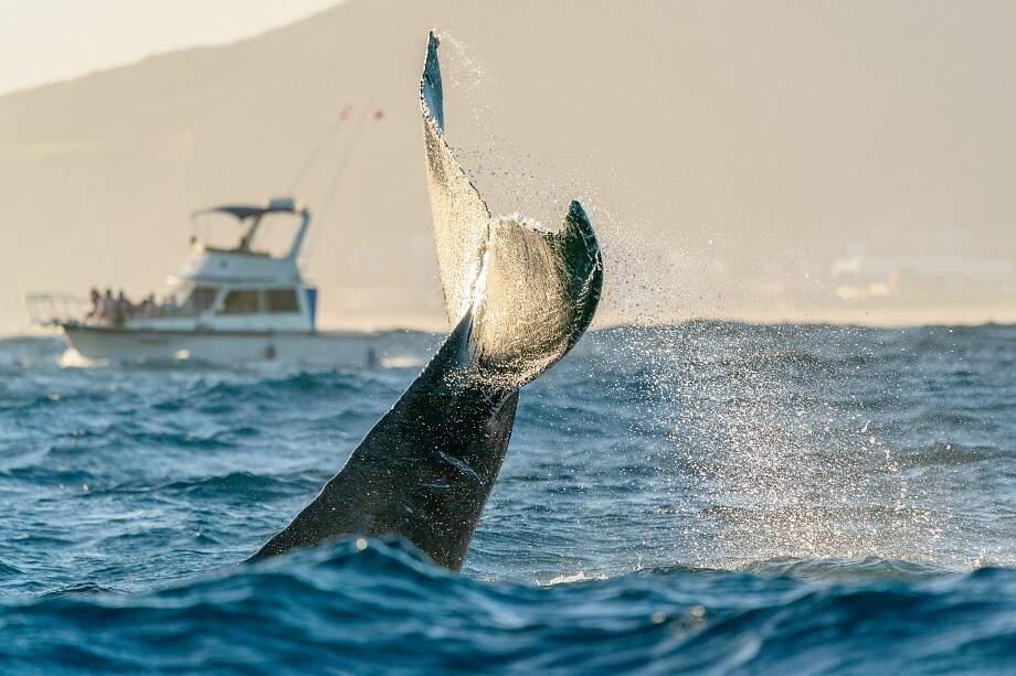 Top things to do in Los Cabos