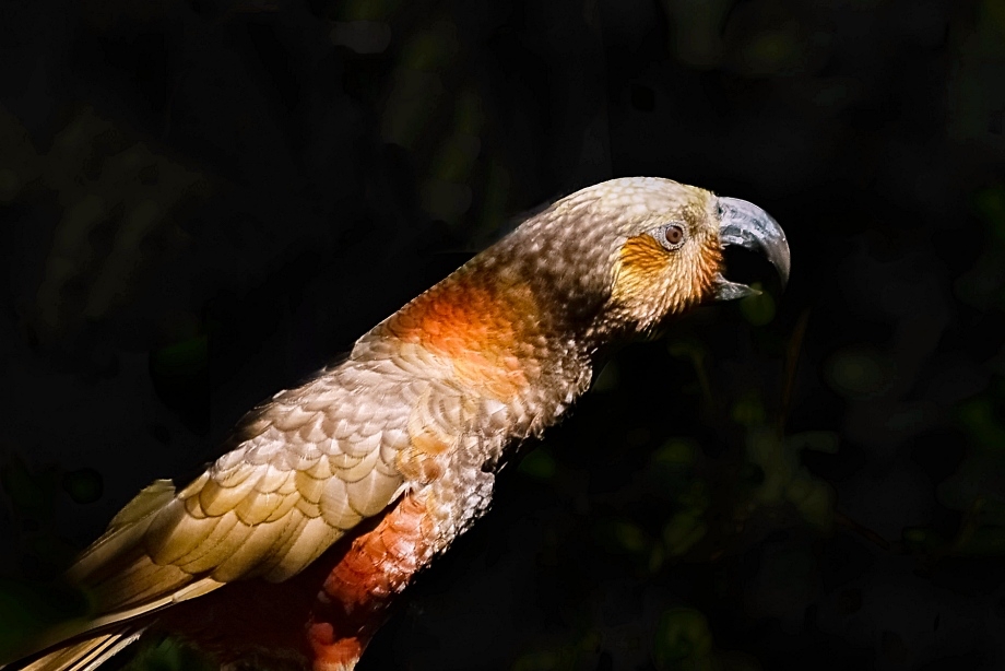 Zealandia