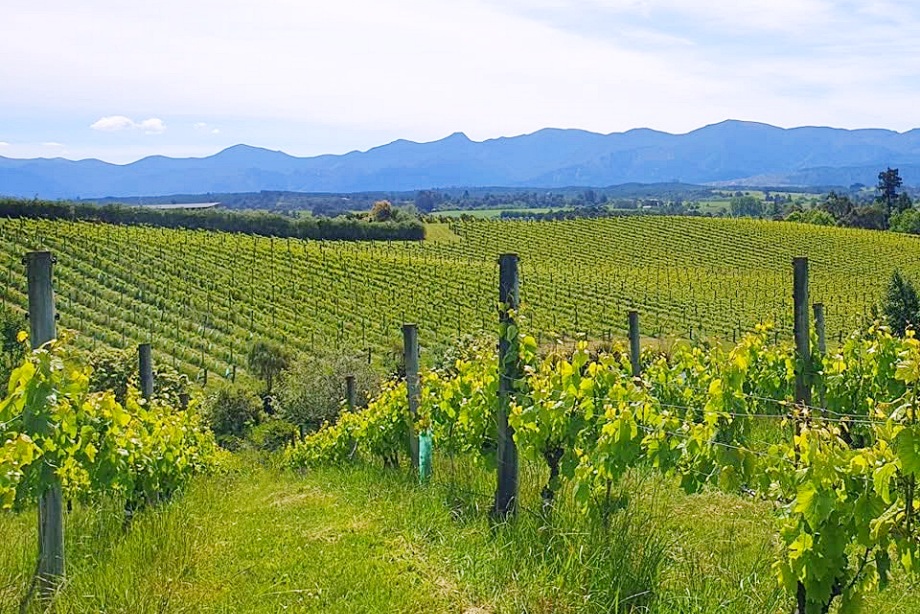 Top things to do in Nelson